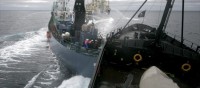 Судно «Steve Irwin» организации «Sea Shepherd» завершило свой природоохранный рейд