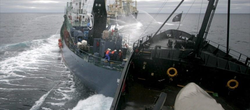 Судно «Steve Irwin» организации «Sea Shepherd» завершило свой природоохранный рейд