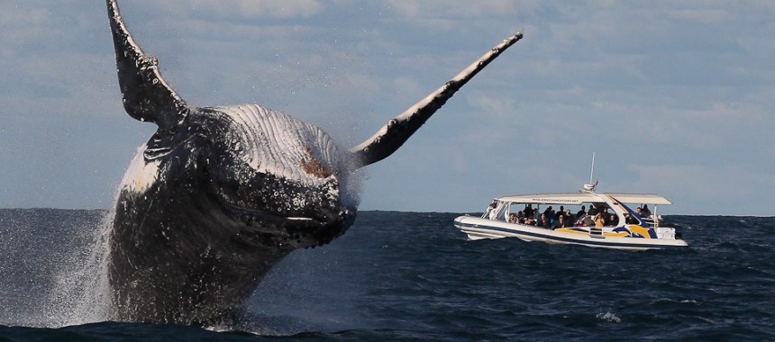 Мужчины чудом выжили после того, как их парусник затопил кит