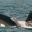 Подводная лодка класса «Огайо», участвовавшая в съемках фильма «Багровый прилив»
