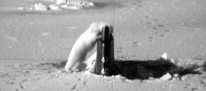 Белый медведь заинтересовался подводной лодкой