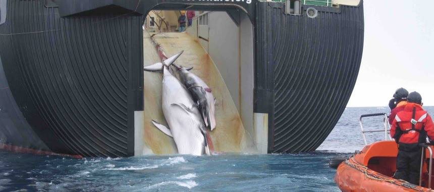 Япония преждевременно остановила китобойный промысел в водах Антарктики из-за угроз экологов